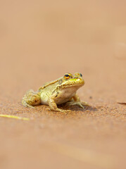 The frog sits on the sand on the shore of the lake. Beautiful wildlife landscape with place for text. The concept of protecting wildlife and ecology.