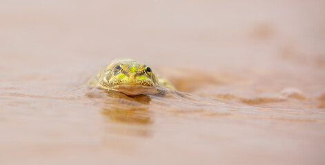 The frog sits on the sand on the shore of the lake. Beautiful wildlife landscape with place for text. The concept of protecting wildlife and ecology.