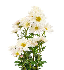 Bouquet of white chamomile.
