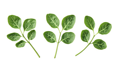Obraz premium Green leaves arrangement, vibrant foliage, three sprigs with rich texture and color, isolated on white background, isolated on transparent background, png