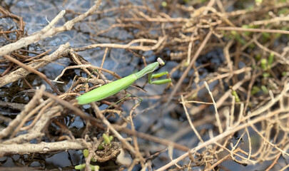 Praying mantis 