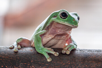 The Australian green tree frog (Ranoidea caerulea/Litoria caerulea), also known as simply green tree frog in Australia, White's tree frog, or dumpy tree frog