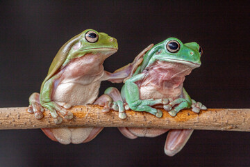 The Australian green tree frog (Ranoidea caerulea/Litoria caerulea), also known as simply green tree frog in Australia, White's tree frog, or dumpy tree frog, frog native to Australia