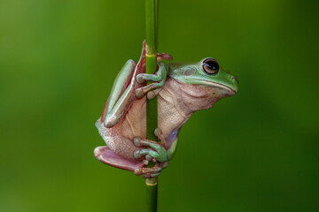 Obraz premium The Australian green tree frog (Ranoidea caerulea/Litoria caerulea), also known as simply green tree frog in Australia, White's tree frog, or dumpy tree frog, is a species of tree frog native to Austr