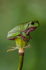 Obraz premium The Australian green tree frog (Ranoidea caerulea/Litoria caerulea), also known as simply green tree frog in Australia, White's tree frog, or dumpy tree frog, is a species of tree frog native to Austr