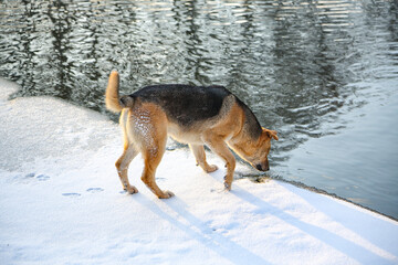 A dog drinking water from a frozen pond in winter.