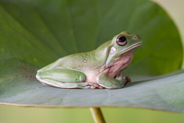 The Australian green tree frog (Ranoidea caerulea/Litoria caerulea), also known as simply green tree frog in Australia, White's tree frog, or dumpy tree frog, is a species of tree frog native to Austr