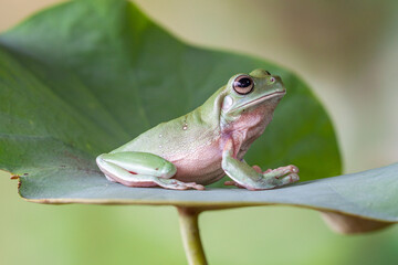 The Australian green tree frog (Ranoidea caerulea/Litoria caerulea), also known as simply green tree frog in Australia, White's tree frog, or dumpy tree frog, is a species of tree frog native to Austr