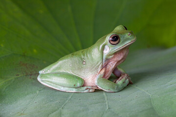 The Australian green tree frog (Ranoidea caerulea/Litoria caerulea), also known as simply green tree frog in Australia, White's tree frog, or dumpy tree frog, is a species of tree frog native to Austr
