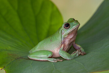 The Australian green tree frog (Ranoidea caerulea/Litoria caerulea), also known as simply green tree frog in Australia, White's tree frog, or dumpy tree frog, is a species of tree frog native to Austr