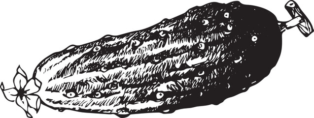 Fototapeta premium Fresh cucumber detailed sketch.