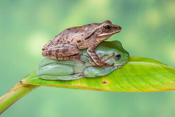 Polypedates leucomystax is a species in the shrub frog family Rhacophoridae. It is known under numerous common names, including common tree frog, four-lined tree frog, golden tree frog or striped tree