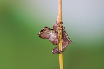 Polypedates leucomystax is a species in the shrub frog family Rhacophoridae. It is known under...
