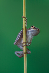 Polypedates leucomystax is a species in the shrub frog family Rhacophoridae. It is known under numerous common names, including common tree frog, four-lined tree frog, golden tree frog or striped tree