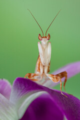 Hymenopus coronatus is a mantis from the tropical forests of Southeast Asia. It is known by various common names, including walking flower mantis, orchid-blossom mantis and (pink) orchid mantis