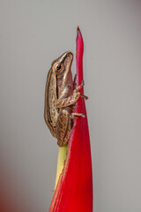 Polypedates leucomystax is a species in the shrub frog family Rhacophoridae. It is known under...