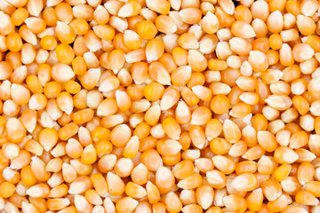 Texture of yellow maize or corns seed grains.Corn is a plant that provides very high carbohydrates.Control blood sugar levels to be stable.