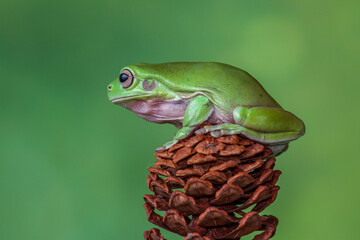 The Australian green tree frog (Ranoidea caerulea/Litoria caerulea), also known as simply green tree frog in Australia, White's tree frog, or dumpy tree frog, is a species of tree frog native to Austr