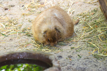 Single Prairie Dog in ZOO