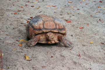 Giant Yellow-Footed Tortoise walking free on land. Big Turtles at the Zoo
