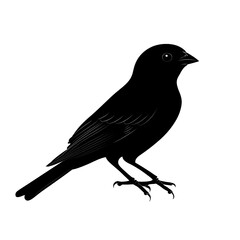 Obraz premium 2D full body illustration full body shot of a canary silhouette isolated on a white transparent background