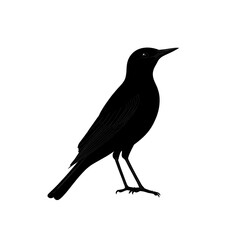 Obraz premium 2D full body illustration full body shot of a common grackle silhouette isolated on a white transparent background
