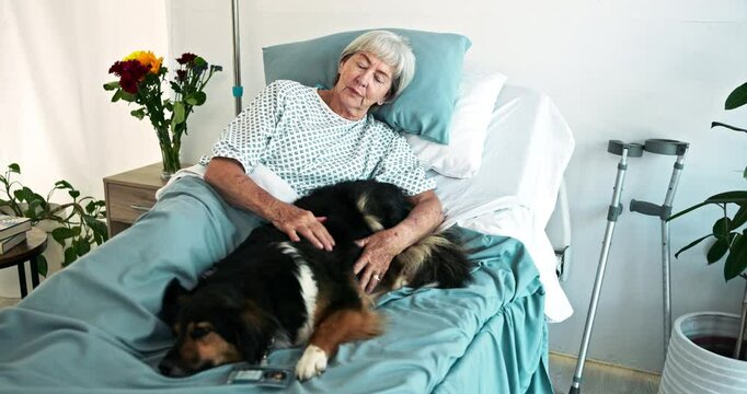 Hospital, elderly woman and service dog in bed for company, diabetes alert or certified mobility guide. Healthcare, patient and emotional support pet in clinic for senior care, dementia or Alzheimer