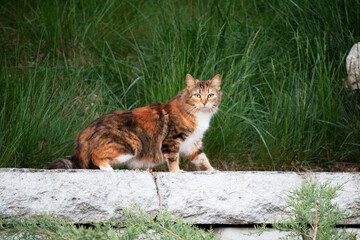 Friendly cat adventuring through yard