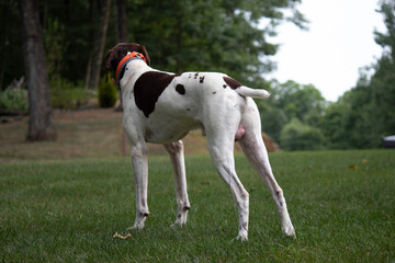 German Short Haired Pointer playing in the yard