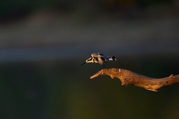 Pied Kingfisher (Ceryle rudis) hunting over a shallow lagoon at the start of the rainy season in South Luangwa National Park, Zambia