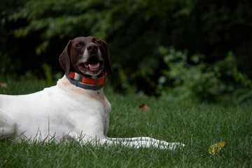German Short Haired Pointer playing in the yard