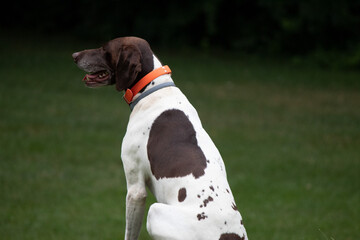 German Short Haired Pointer playing in the yard