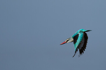Woodland Kingfisher (Halcyon senegalensis) hunting over a shallow lagoon at the start of the rainy season in South Luangwa National Park, Zambia