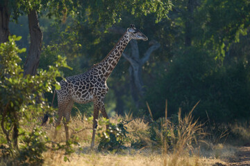 Thornicroft giraffe (Giraffa camelopardalis thornicrofti) in South Luangwa National Park, Zambia