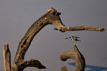 Pied Kingfisher (Ceryle rudis) hunting over a shallow lagoon at the start of the rainy season in...