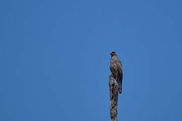 Dark Chanting-Goshawk (Melierax metabates)  in South Luangwa National Park, Zambia