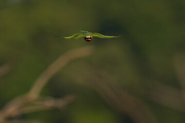 White-fronted Bee-eater (Merops bullockoides) in flight with insect in South Luangwa National Park, Zambia