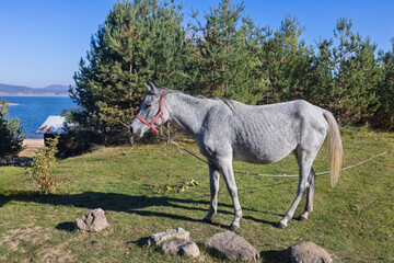  grey horse against the backdrop of a lake