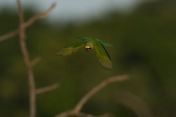 White-fronted Bee-eater (Merops bullockoides) in flight with insect in South Luangwa National Park,...