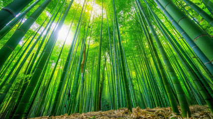 Fototapeta premium Lush Green Bamboo Grove with Tall Stalks Reaching Skyward in a Dense Forest. Concept of Nature, Serenity, Growth, and Environmental Beauty