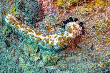 Graeffe's sea cucumber crawling on colorful coral reef