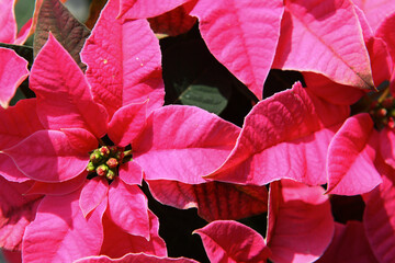 Closeup of vibrant pink poinsettia flowers with lush green bracts and buds illuminated by sunlight. Bold colors and rich texture, create a festive, elegant look, perfect for Christmas holiday designs