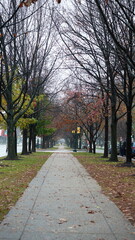 The colorful autumn leaves view in the rainy day
