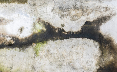 Green moss on cement wall