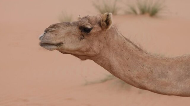 Middle Eastern camel eating green shrub in the desert in UAE