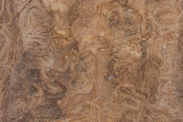 Close Up Of Tree Bark