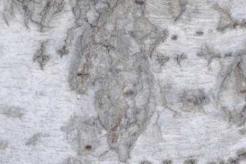 Close Up Of Birch Bark