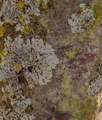 A Variety Of Lichens Growing Together