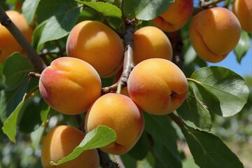Cluster of Ripe Apricots with a Delicate Blush Hanging from a Tree,