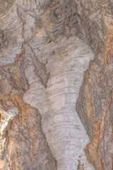 bark of tree